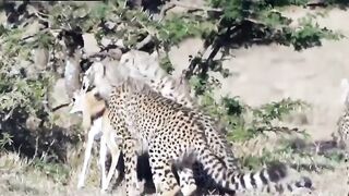 Love injungle