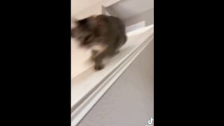 ????HOLDING YOUR LAUGH while Watching these video???? - Funny Cats Life 4