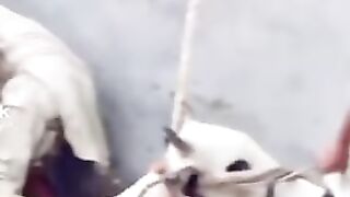 Bakra eid 2023 is coming