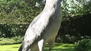 My favourite bird
