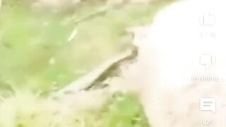 cute and funny animals video compilation ????????