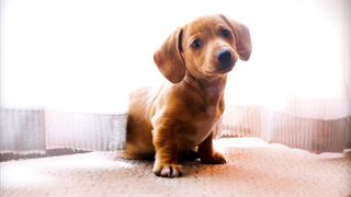 Puppies watching