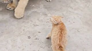 fiting mood cat and line