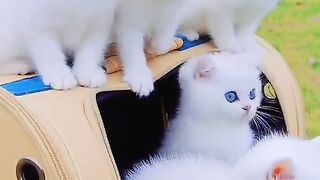 cute baby cat and beautifull eyes