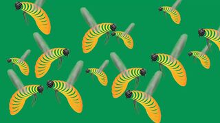 Bees With Sound Green Screen Best HD Bees Green Screen Video.