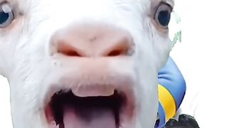 Goat & donal duck