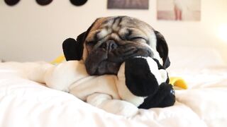 Doug the Pug's Bedtime