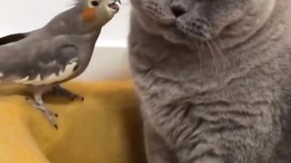 Cute Dogs And Cats That Will Make You Laugh
