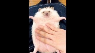 Cutest & Funniest Baby Animals Compilation