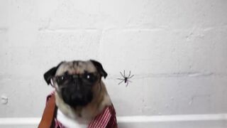 SPIDER PUG- DOUG THE PUG