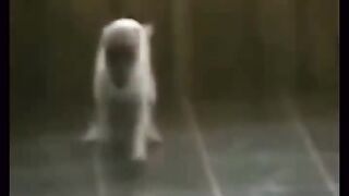 Try not to laugh challenge the best and funniest pets in the world