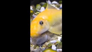 BEST CUTE BABY ANIMALS Videos