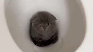1 Minute of Cats Being Cats, funny cats