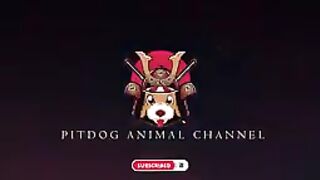 LION VS PITBULL