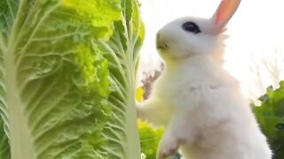 Cute Rabbit _ Cute Rabbit Funny _ Cute Rabbit Whatsapp Status Video