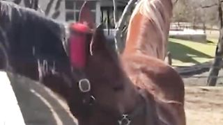 Funny Animal Video Clips, Horse Video