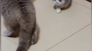 Funny Cats Fight 2023