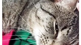 Cat ????????????????????????????????????????
