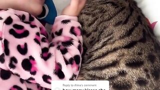 CATS WORLD 31