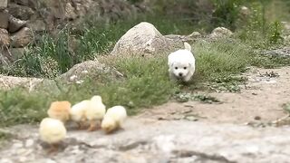 Cute animal 5