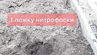 КОГАТО САДИМ ДОМАТ