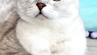 how to deal with a stubborn pet