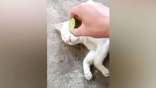 Funniest animals 2023 compilation TikTok Instagram