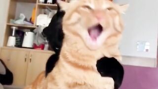 Funny Animal videos compilation best of the Week.#shorts #dogs #Funny #viral #funnyvideos # #funny.