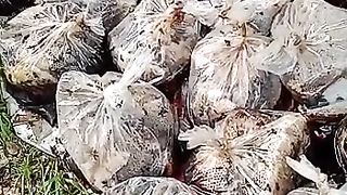 Madu hutan asli