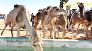 قصة وقصيدة من مضارب البادية