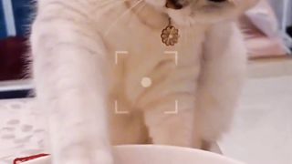 Funny videos 140