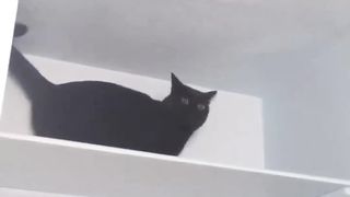Funny Pets 3