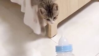 Cat ???? 4