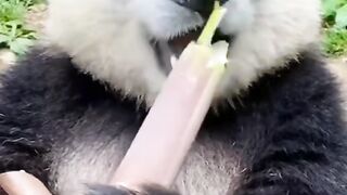 Panda lucu