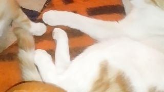 My cat 4