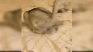 Baby Cats - Cute and Funny Cat Videos Compilation #34 | Aww Animals 2