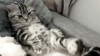 Cute Cat Status Video, Cat Driving Tesla