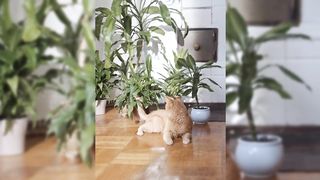 cute cats baby video