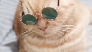 Very Funny Cat video 2023