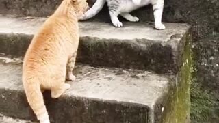 Beautiful Fight of Cats 2023