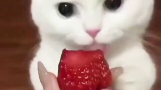 Funny Cat 007