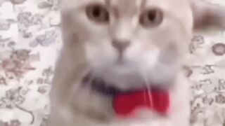 Funniest Videos 2023