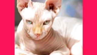 KITTEN, KITTY, CUTE, 1