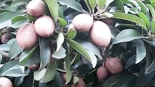 Manfaat buah Sawo