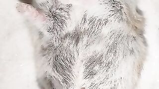 Hamster lagi tidur