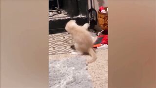 Funniest Animals 2023???? Best cat videos for a good mood! ???? 2