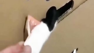 Funniest Cats and Dogs ???????? Funny Animals 2023 ???? Part 14