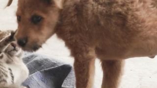 Furry Friends at Play: Cute Puppy and Kitten Pounce into Fun