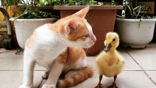 ????Funny Dogs And Cats Videos ???? - Best Funny Animal Videos 2023 ????????