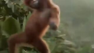 LAUGH MONKEY